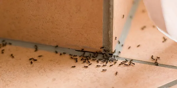 ants crawling along the floor of a room