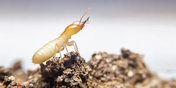 termite crawling on top of soil
